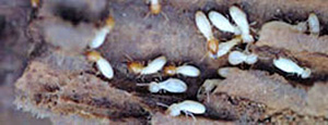 termite treatments port macquarie
