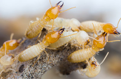 port macquarie termite treatment