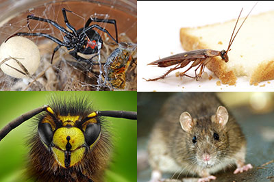 port macquarie pest control